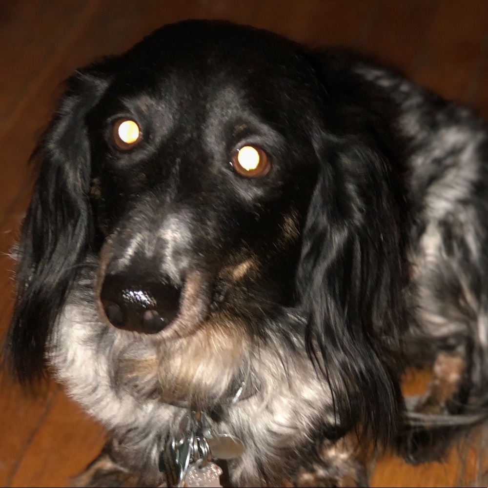 Meet your Posher, Lara